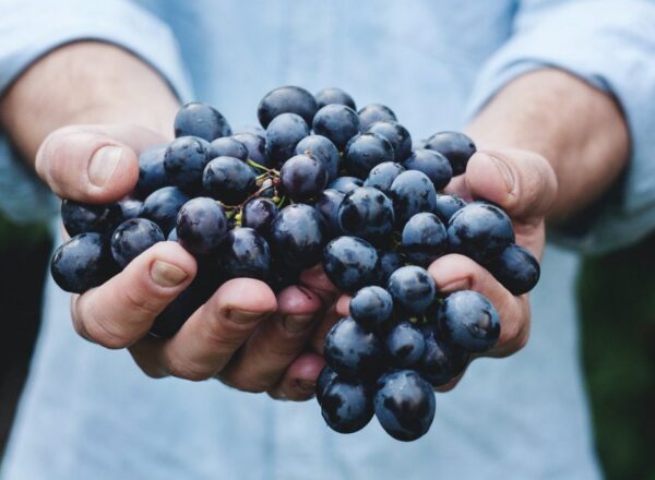 Manfaat Buah Anggur untuk Kesehatan